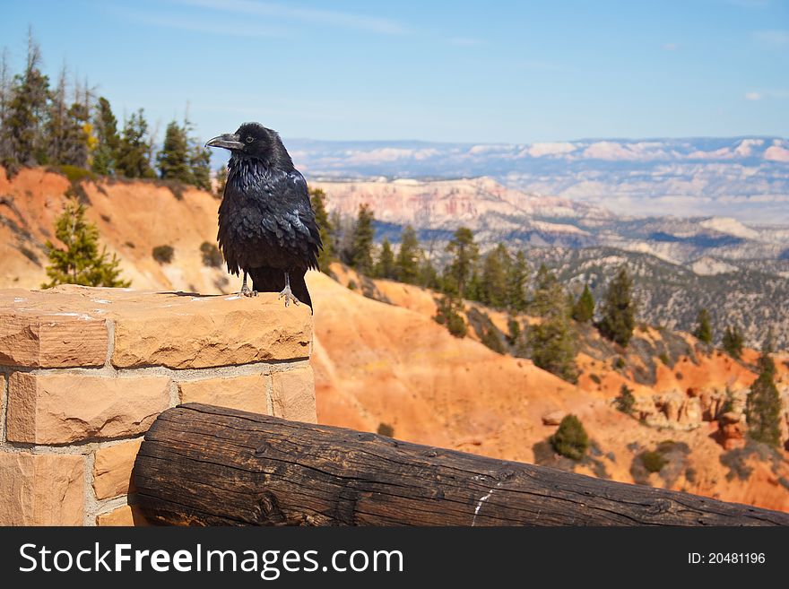 Raven in Bryce Canyon National Park in Utah. Raven in Bryce Canyon National Park in Utah