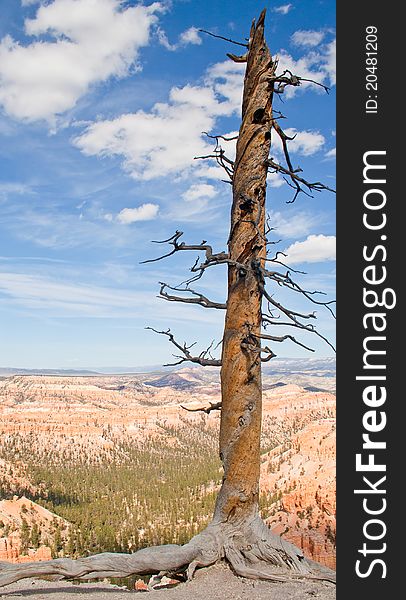 Lonely tree facing Bryce Canyon. Lonely tree facing Bryce Canyon