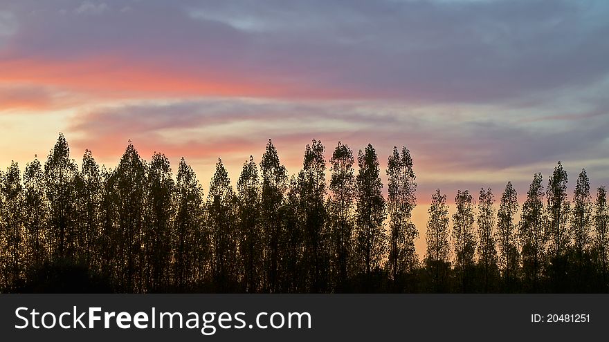 Trees silouhette against a sunset sky