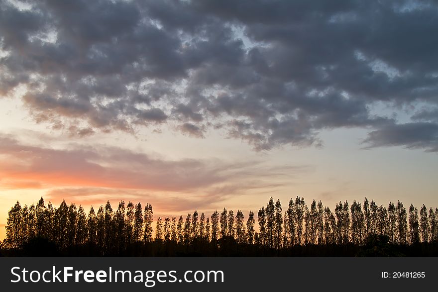 Silhouette of trees standing on the horizon against a colorful sky at sunset,ile de re,france,october 2008. Silhouette of trees standing on the horizon against a colorful sky at sunset,ile de re,france,october 2008.