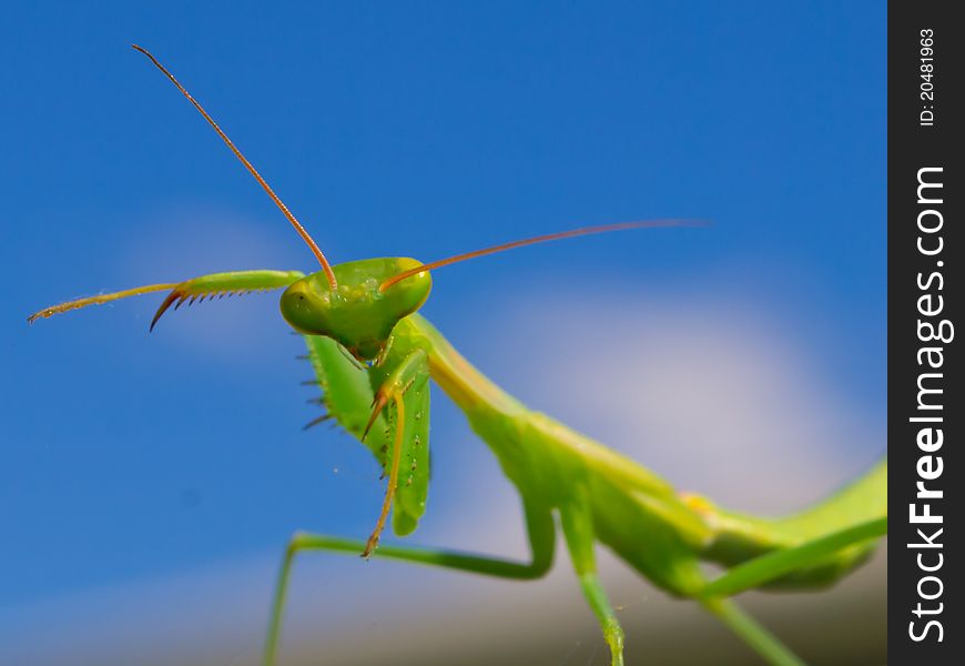 Praying mantis is going to attack the camera. Praying mantis is going to attack the camera