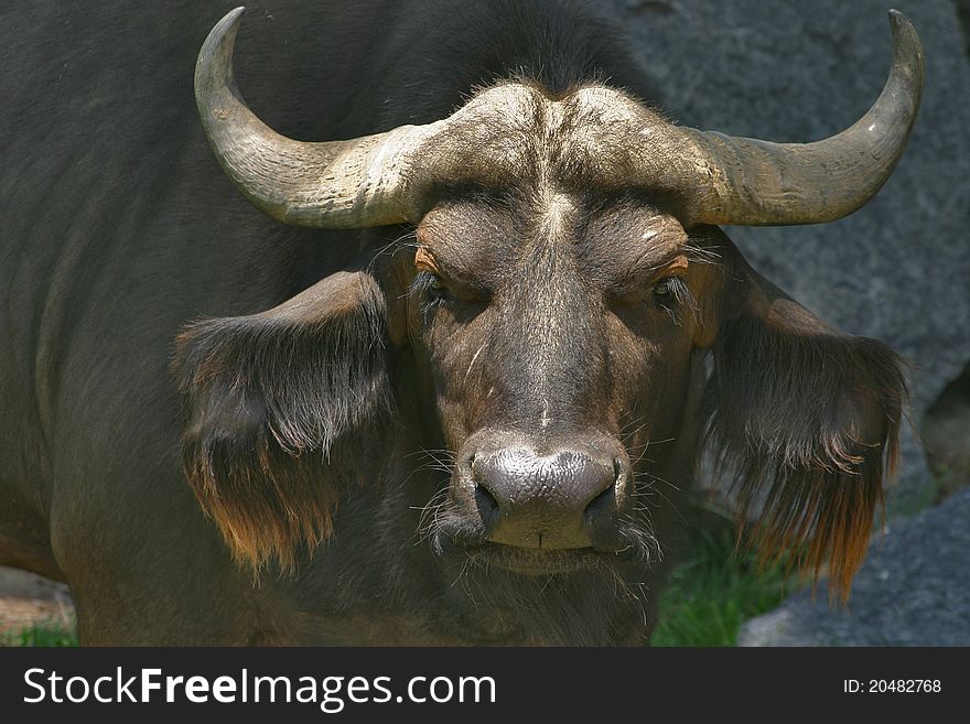 Savannah or Cape buffalo San Diego Wild Animal Park