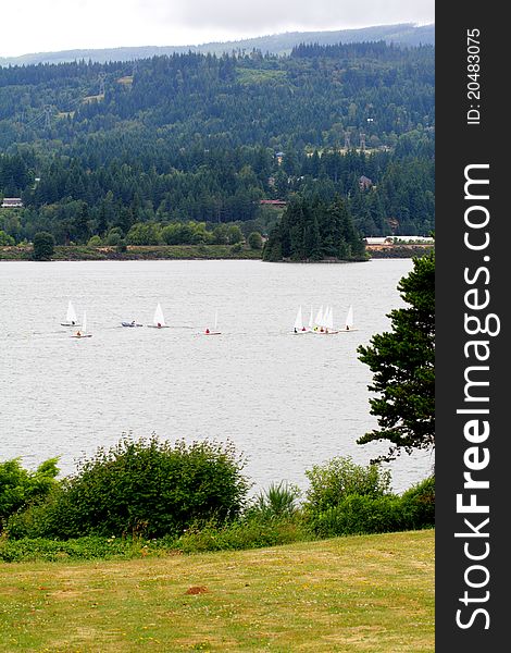 Several small sailboats in a sailing school on the river.