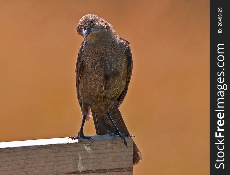 This female blackbird was watching very carefully . This female blackbird was watching very carefully