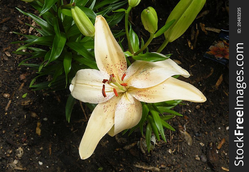 White and Red Lily close-up in our garden. White and Red Lily close-up in our garden.