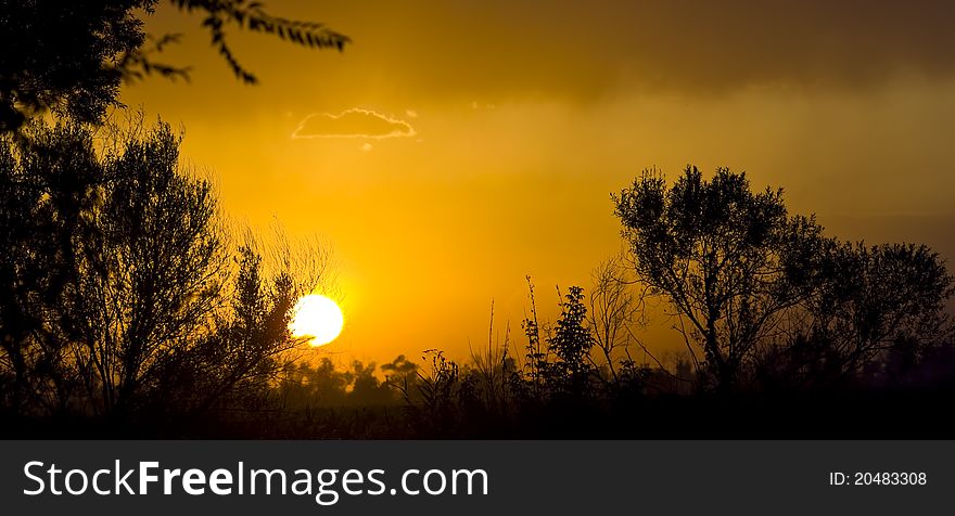 Trees on the background of the setting sun. Trees on the background of the setting sun