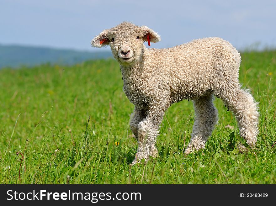 Very Young Lamb