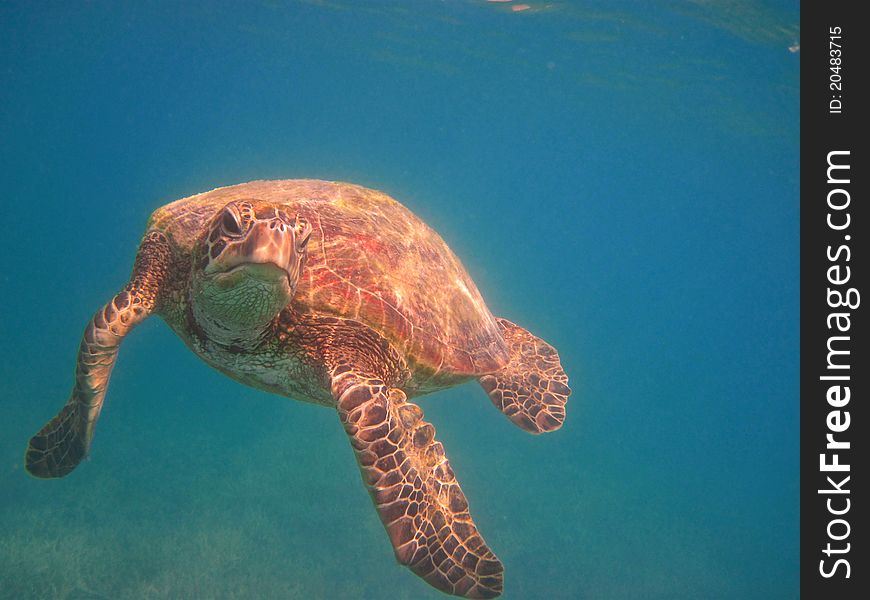 Green sea turtle swimming in the waters of the Whitsunday Islands of Australia. Green sea turtle swimming in the waters of the Whitsunday Islands of Australia.