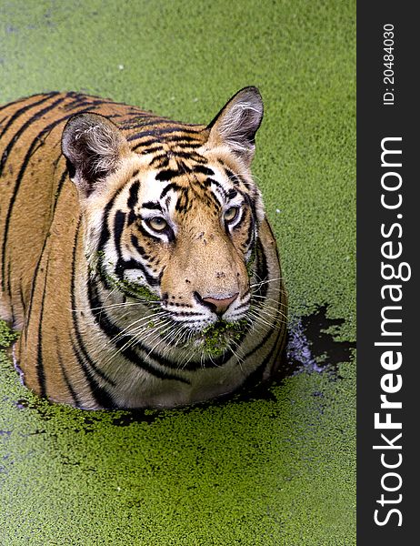 A royal bengal tiger with an angry look, after being disturbed by a something arround. A royal bengal tiger with an angry look, after being disturbed by a something arround