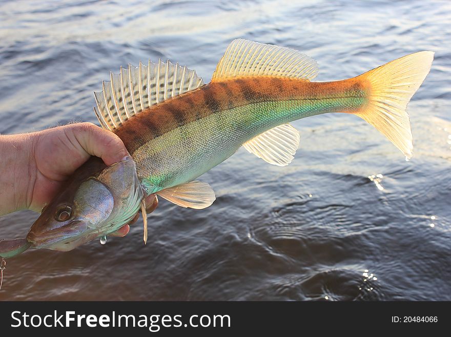 Fish walleye water a hand. Fish walleye water a hand