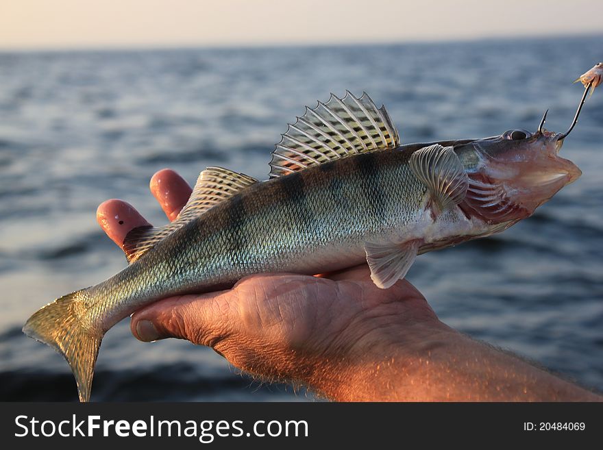 Fish In Hand Fisherman