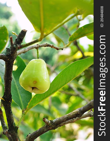 This is rose apple tree in the garden. This is rose apple tree in the garden.