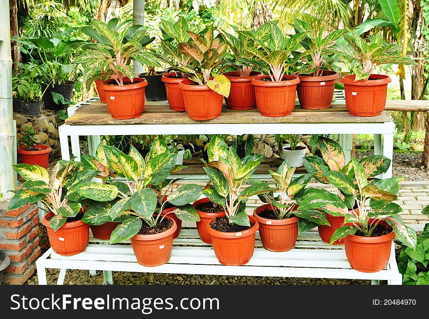 Ornamental Plants Shop