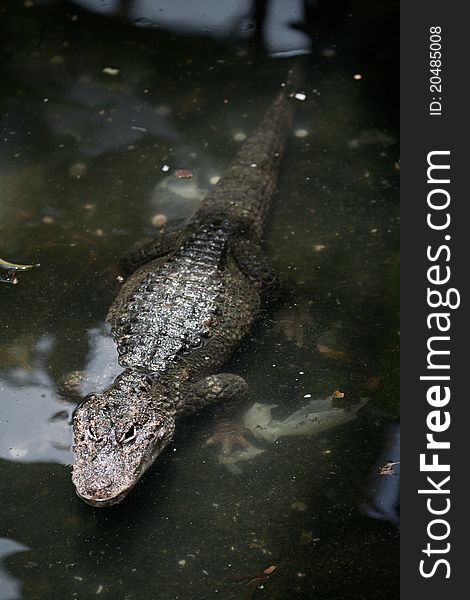 A Yangtze Alligator in the lake