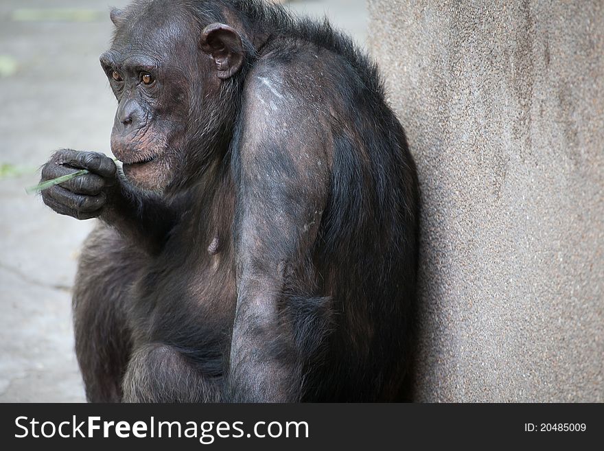 Chimpanzee