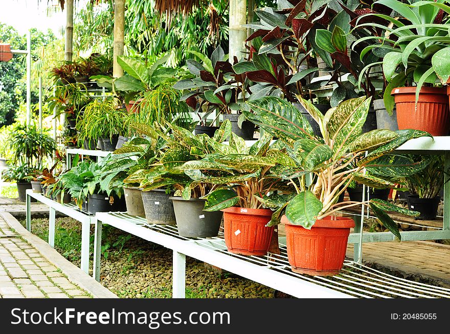 Ornamental Plants Shop