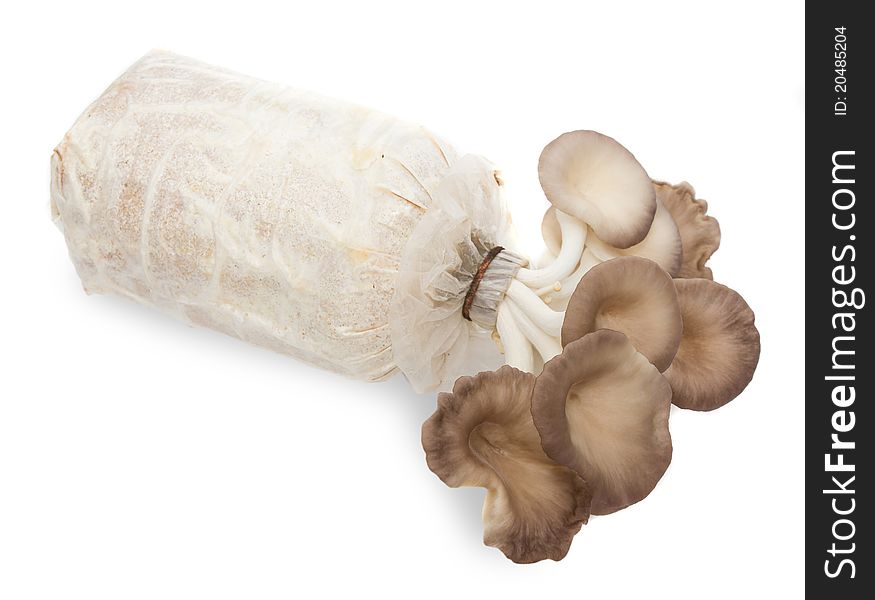 Oyster mushrooms on a white background