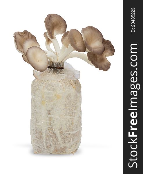 Oyster mushrooms on a white background