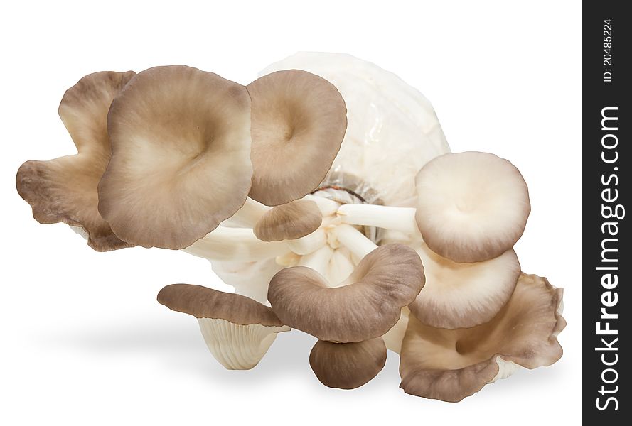 Oyster mushrooms on a white background