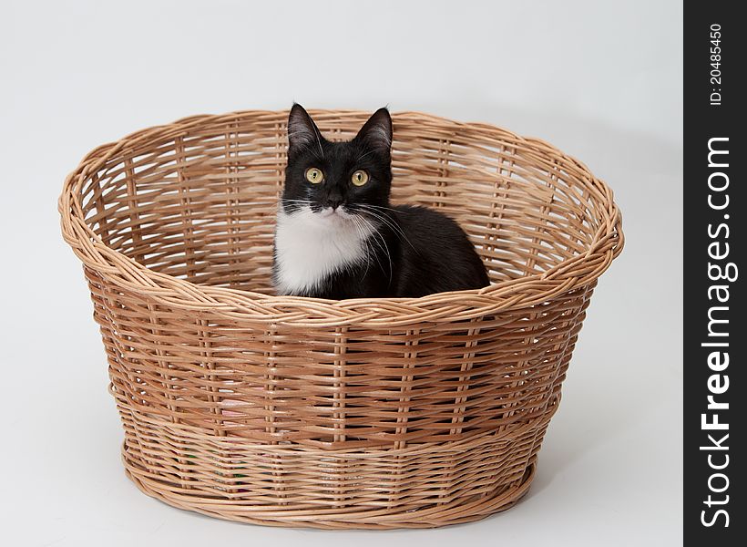 Black-and-white cat in woven basket isolated on white. Black-and-white cat in woven basket isolated on white