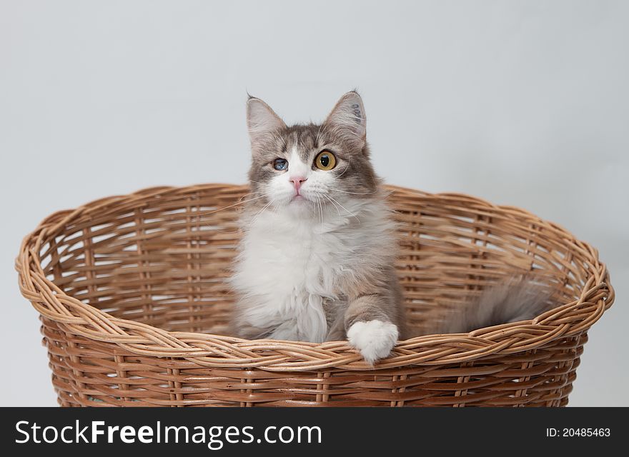 One-eyed cat in the basket isolated