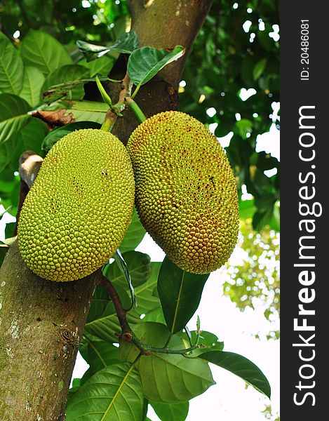 This is jackfruit tree. it's still raw. This is jackfruit tree. it's still raw