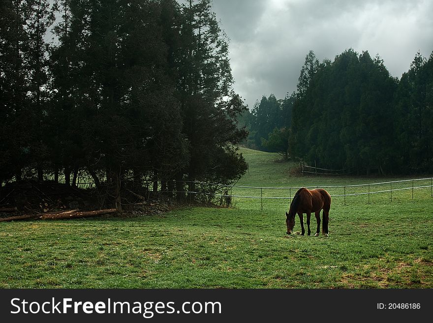 It is the state of a horse pasture in the landscape. It is the state of a horse pasture in the landscape.