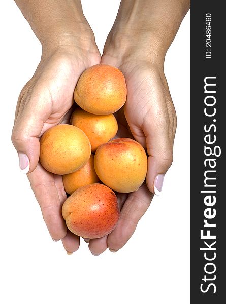 Six apricots in hand isolated on white background