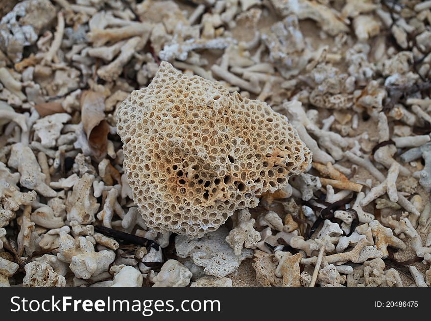 A big coral rock washed up on a coral beach. A big coral rock washed up on a coral beach.