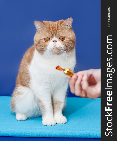 Exotic shorthair interested isolated