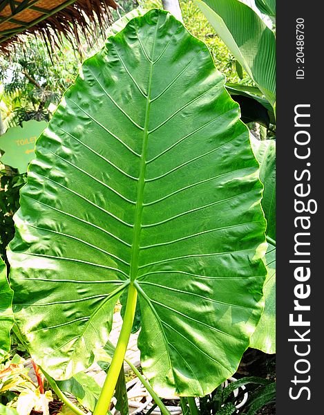 Green Giant Leaf