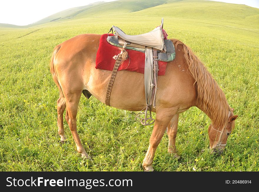 A horse with saddle grazing grass in the meadow. A horse with saddle grazing grass in the meadow.