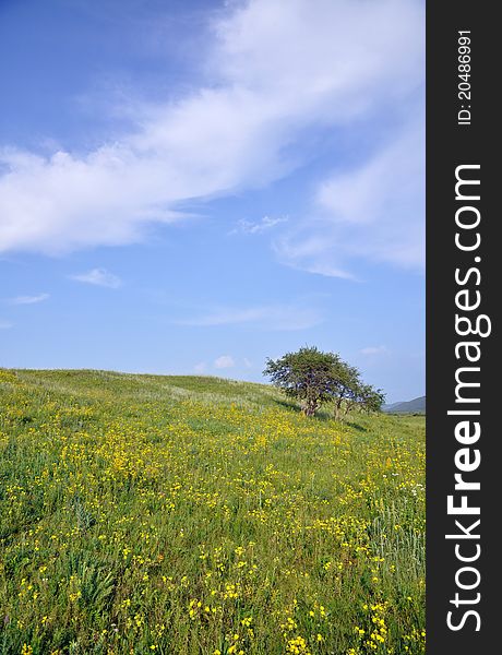 The beautiful summer pasture with silver birch tree and yellow wild flowers under sunny sky,Hohhot,North China.