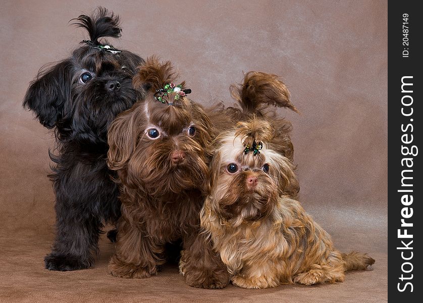 Puppies of a Tsvetnaya dolonka in studio on a neutral background