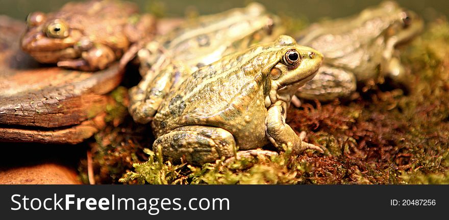 A small frogs in wildlife