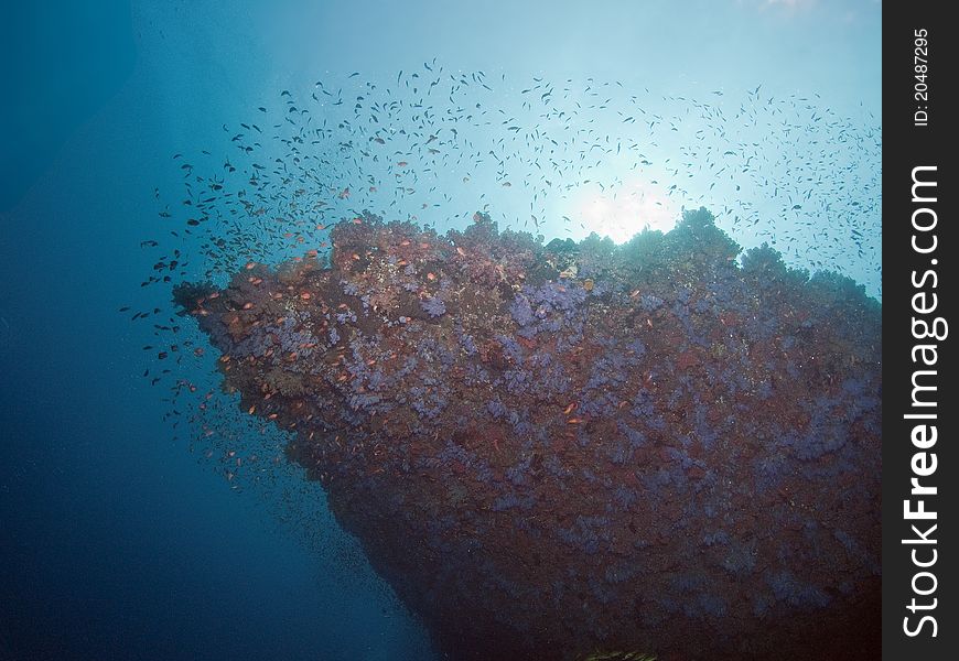 Deep diving Maldives coral reef. Deep diving Maldives coral reef
