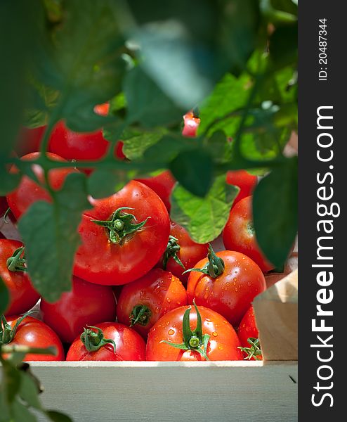 Ripe tomatoes ready for picking. Ripe tomatoes ready for picking