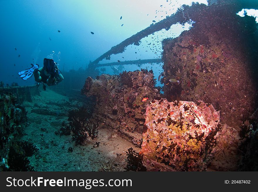 Victoria wreck Maldives deep diving