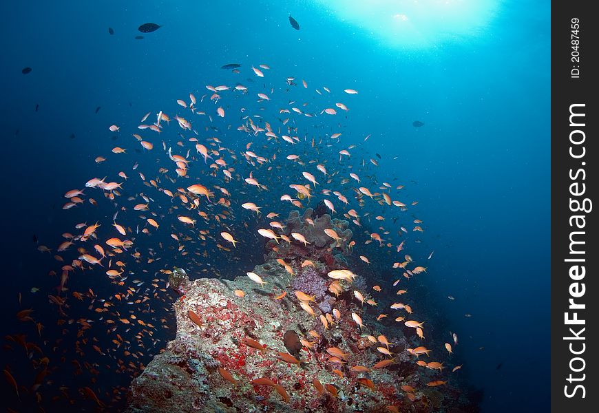 Corall reef fishes in Maldives. Corall reef fishes in Maldives