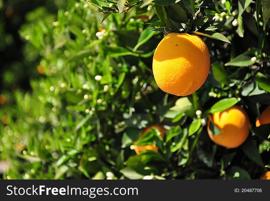 Oranges on the tree in fruit garden in spring time,California, USA