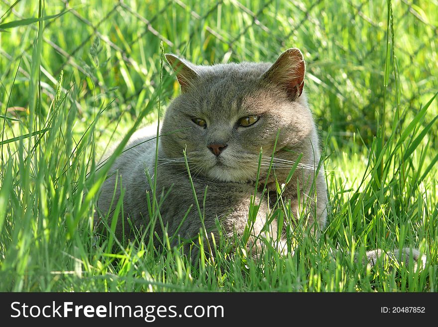 Blue british cat is lying in the grass. Blue british cat is lying in the grass.