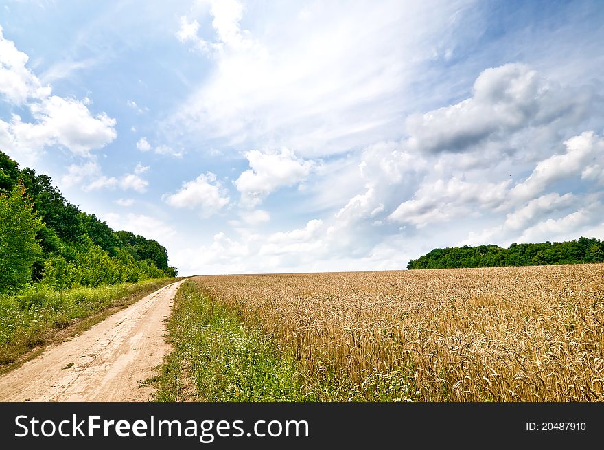 Summer landscape with cereals field and small road. Summer landscape with cereals field and small road.