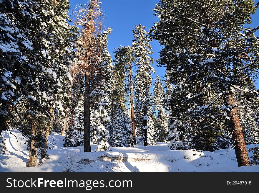 Pine trees after the winter snow in Sequoia National Park, California. Pine trees after the winter snow in Sequoia National Park, California