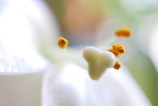 White Lilium Royalty Free Stock Image
