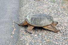 Large Common Snapping Turtle Royalty Free Stock Images Large Common Snapping Turtle Royalty Free Stock Images