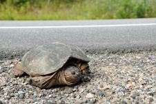 Large Common Snapping Turtle Royalty Free Stock Photos Large Common Snapping Turtle Royalty Free Stock Photos