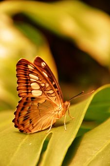 The Brown Clipper Butterfly Royalty Free Stock Photography The Brown Clipper Butterfly Royalty Free Stock Photography