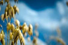 Oats Royalty Free Stock Photos Oats Royalty Free Stock Photos