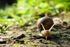 Snail Stock Image