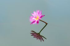 Blooming Of Pink Lotus Flower Stock Images